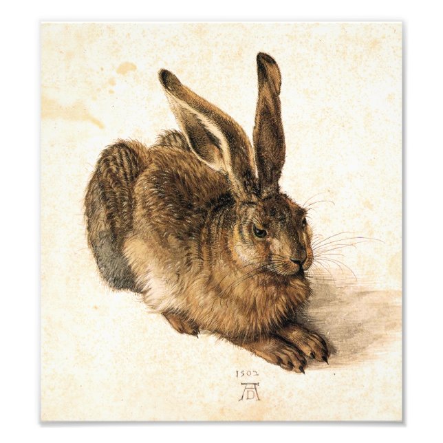 Albrecht Durer Young Hare Photo Print (Front)