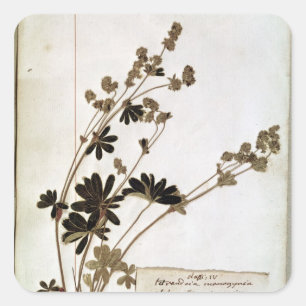 Alchemilla, from a Herbarium Square Sticker