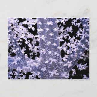 Alcyonarian Coral (Dendronephthya sp.) Postcard