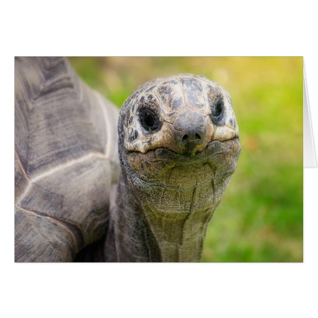 Aldabra tortoise (Front Horizontal)