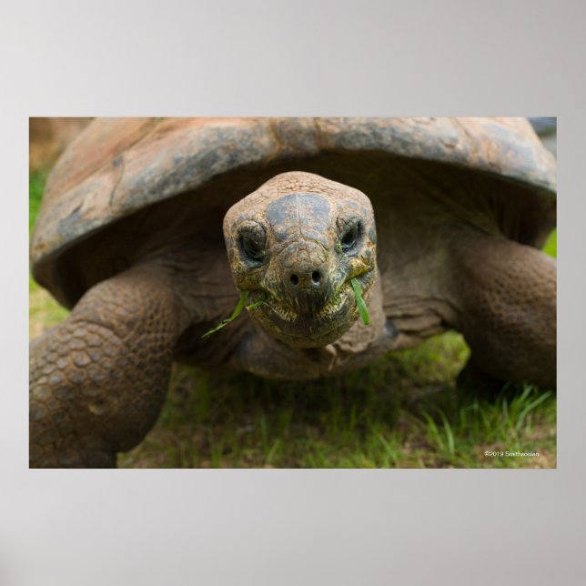 Aldabra Tortoise Feeding Poster (Front)
