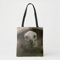 Aldabra Tortoise Feeding
