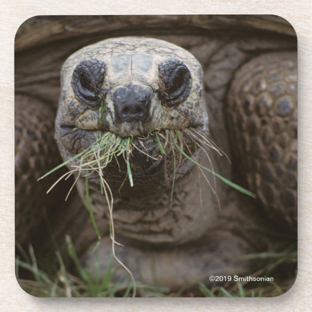 Aldabra Tortoise Grazing Coaster (Front)