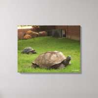 Aldabra Tortoises in Grass
