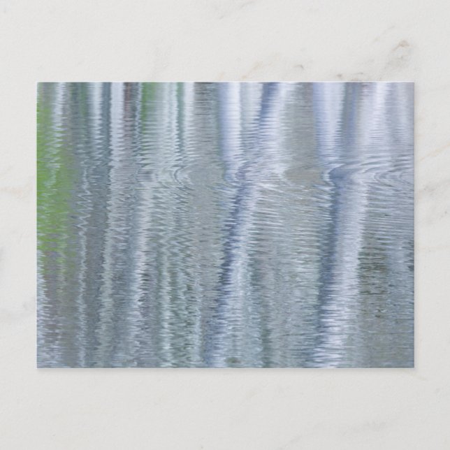 Alder Trees | Bainbridge Island, WA Postcard (Front)