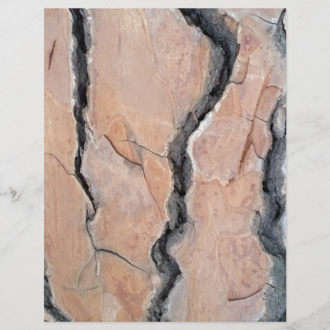 Aleppo pine (Front)