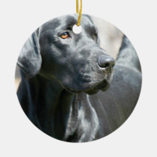 Alert Black Labrador Retriever Dog Ornament
