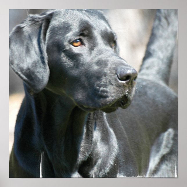 Alert Black Labrador Retriever Dog Poster (Front)
