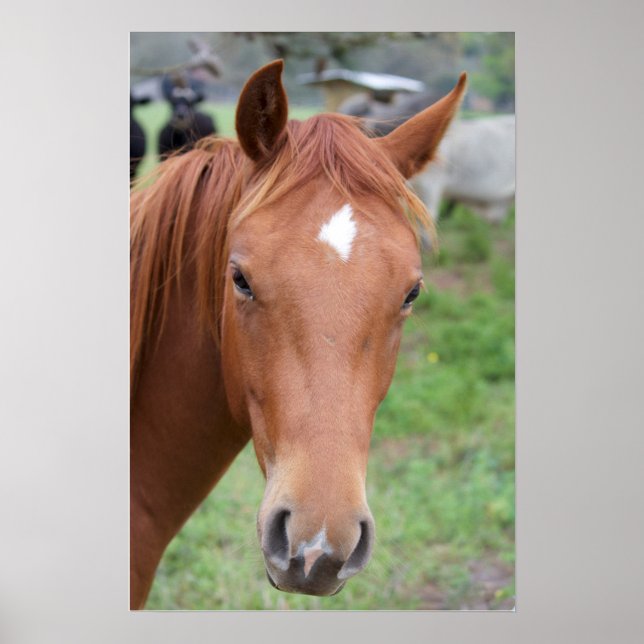 Alert Brown Horse Close-up Poster (Front)
