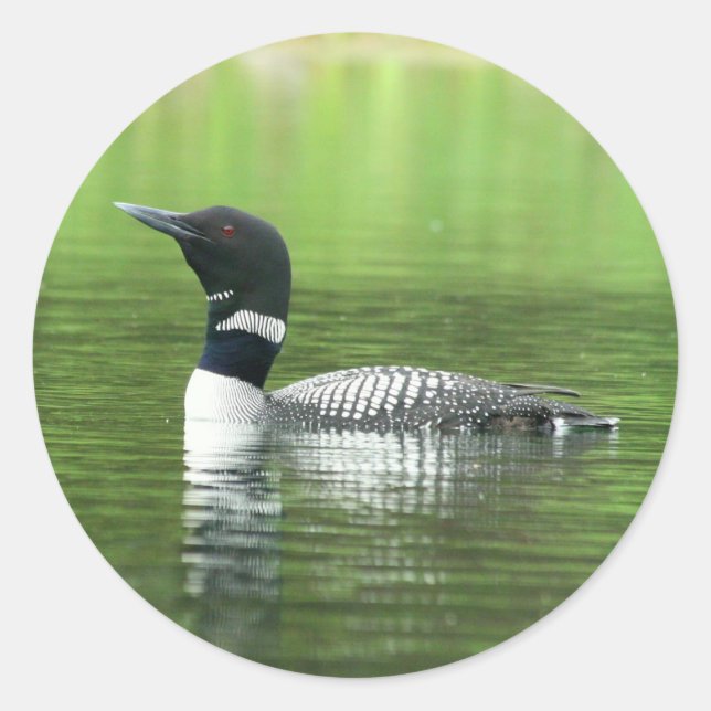 Alert Common Loon Stickers (Front)