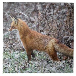 Alert Fox And Frost Tile