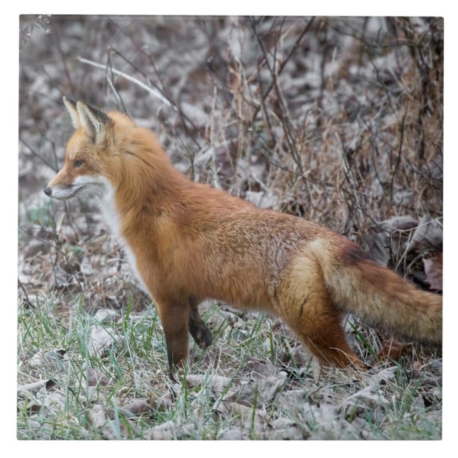 Alert Fox And Frost Tile (Front)