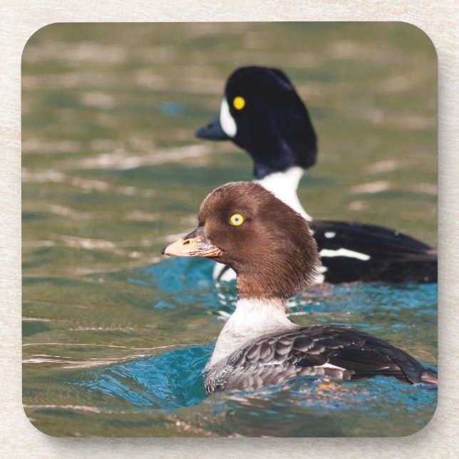 Alert Goldeneye Coaster (Front)