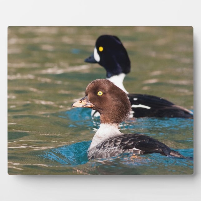 Alert Goldeneye Plaque (Front)