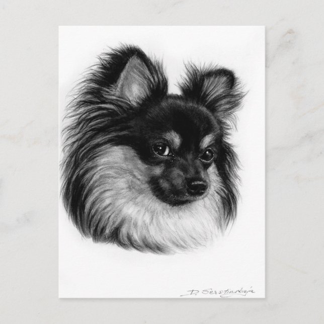 Alert Long Haired Chihuahua Hand Drawn Art Postcard (Front)