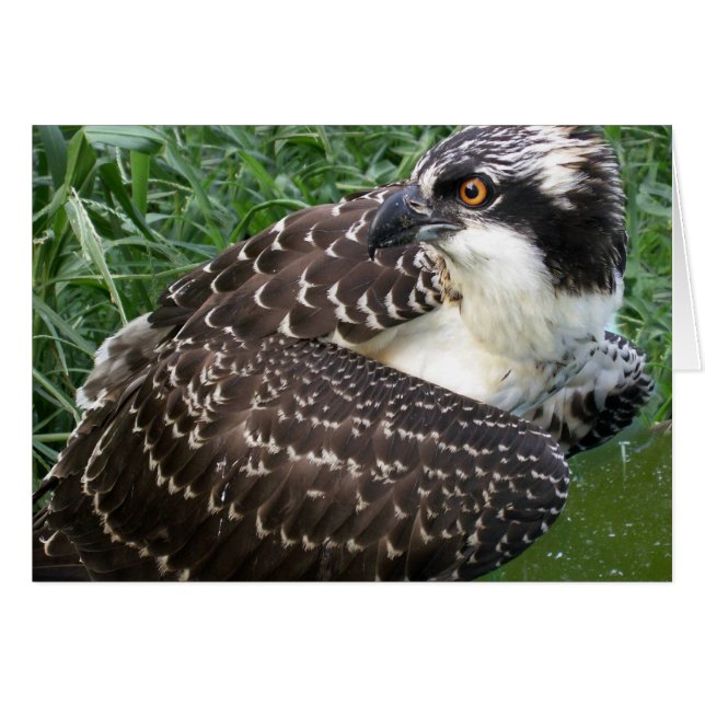 Alert Osprey (Front Horizontal)