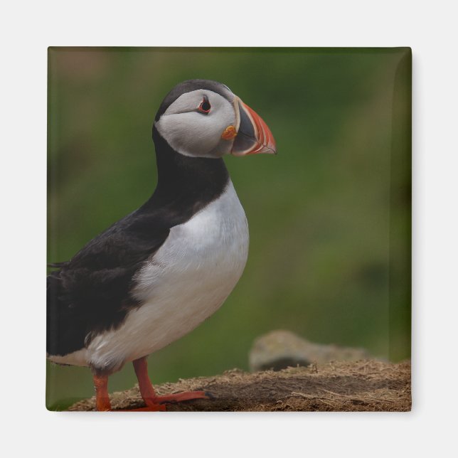 Alert Puffin Magnet (Front)