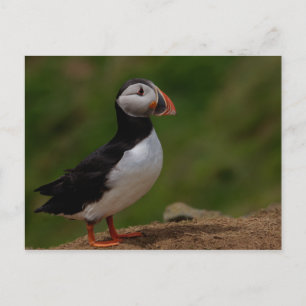 Alert Puffin Postcard
