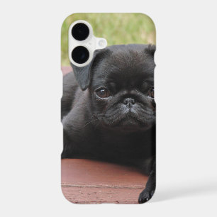 ALERT PUG PUPPY