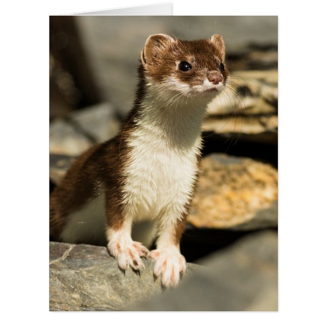 Alert Weasel (Front)