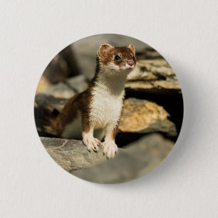 Alert Weasel 6 Cm Round Badge