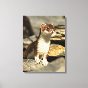 Alert Weasel Canvas Print