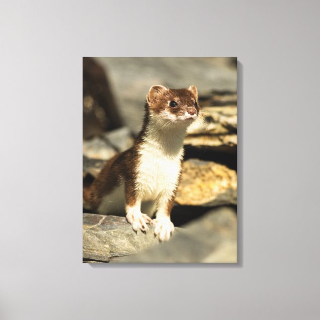 Alert Weasel Canvas Print (Front)