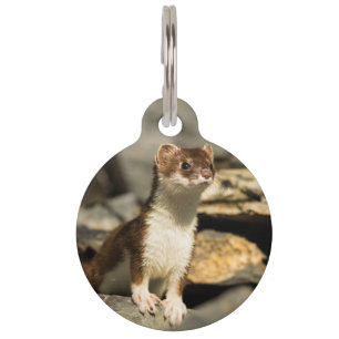 Alert Weasel Pet Tag