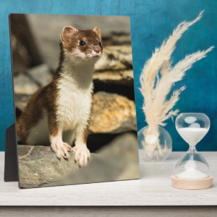 Alert Weasel Plaque
