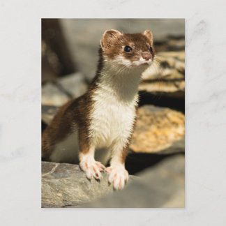 Alert Weasel Postcard