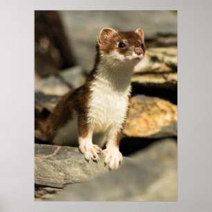 Alert Weasel Poster