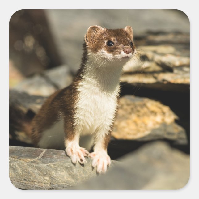Alert Weasel Square Sticker (Front)