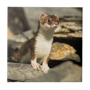 Alert Weasel Tile
