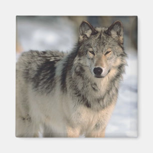 Alert Wolf Magnet