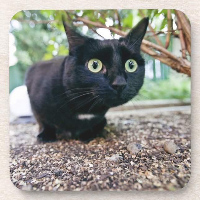 alerted cat hiding under bush. coaster (Front)