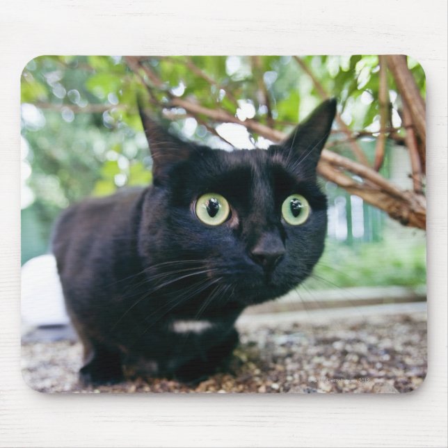 alerted cat hiding under bush. mouse pad (Front)