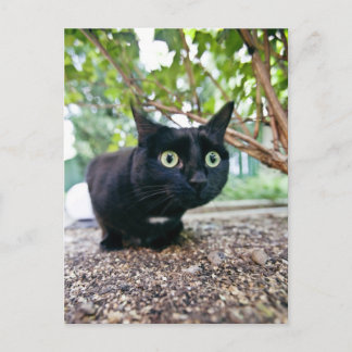 alerted cat hiding under bush. postcard