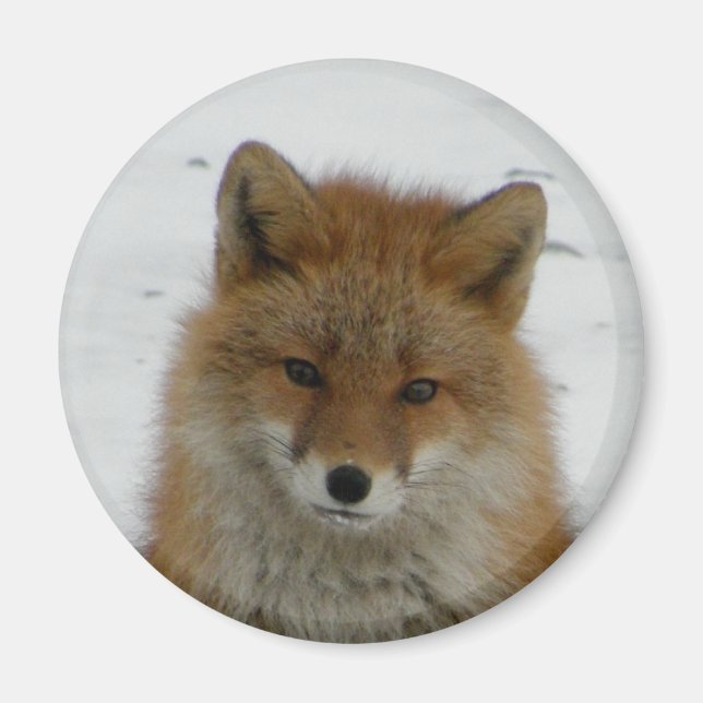 Aleutian Fox Magnet (Front)