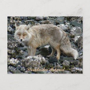 Aleutian Fox, Unalaska Island Postcard