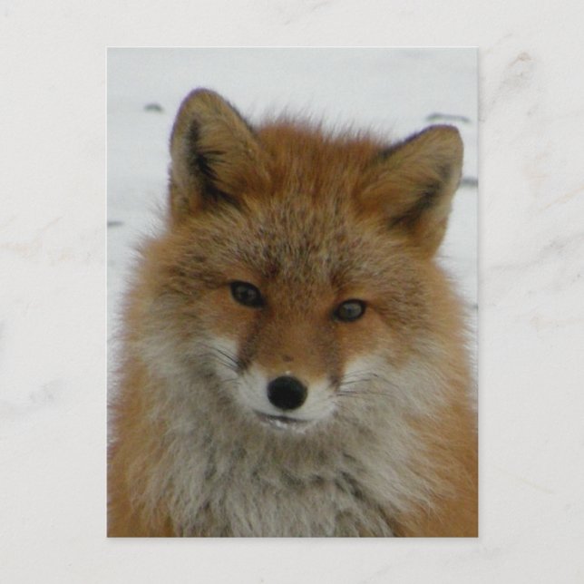 Aleutian Red Fox Postcard (Front)