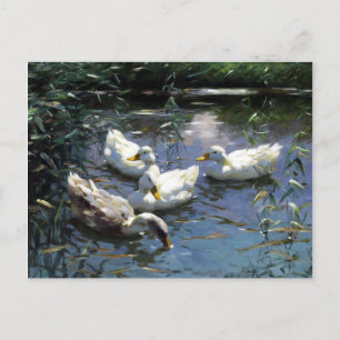 Alexander Koester Four Ducks in the Pond Postcard
