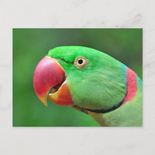 Alexandrine Parakeet Postcard