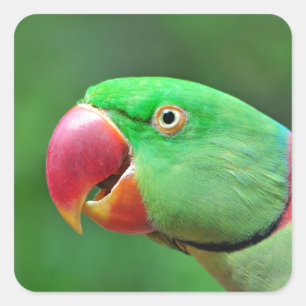 Alexandrine Parakeet Square Sticker