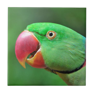 Alexandrine Parakeet Tile