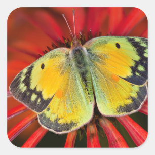 Alfalfa Butterfly On Cone Flower Square Sticker