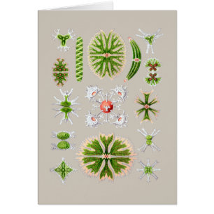 Algae