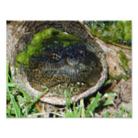 Algae Face Snapper Turtle