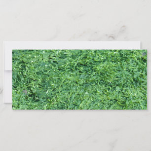 Algae green background