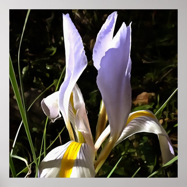 Algerian Iris Hyperrealistic Wildflower Painting Poster (Front)