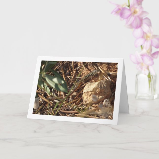 Algerian Sand Racer, Psammodromus Algirus, Lizard Card (Orchid)